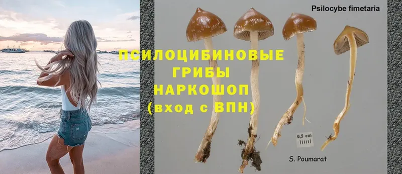 Псилоцибиновые грибы Psilocybe  даркнет сайт  KRAKEN маркетплейс  Петропавловск-Камчатский 